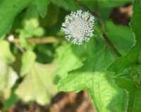 melanthera nivea 8-11b.jpg